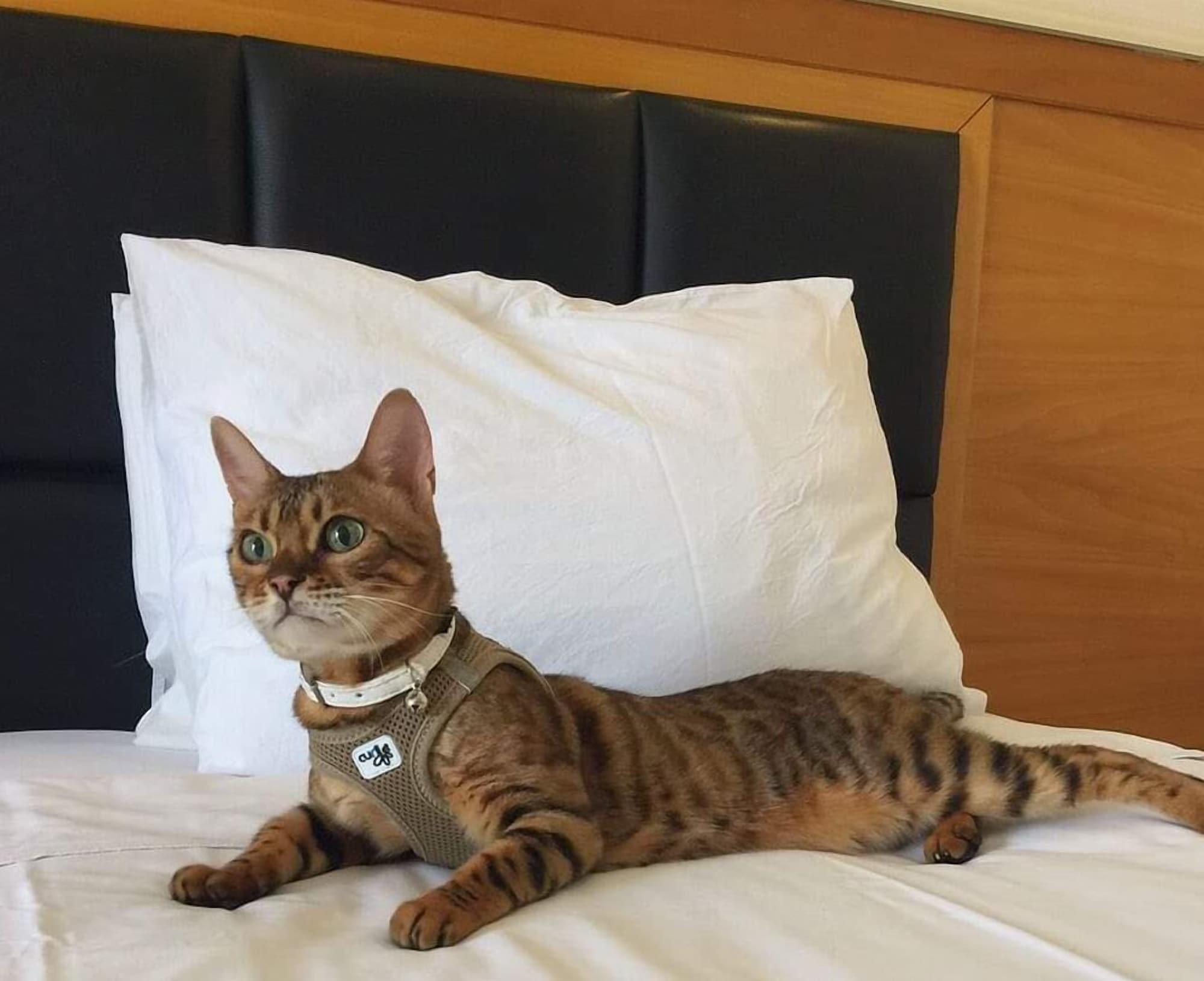 Hotel Western 4*